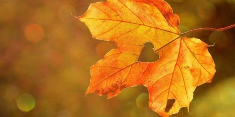 Astenia otoñal / Pixabay Hoja otoñal