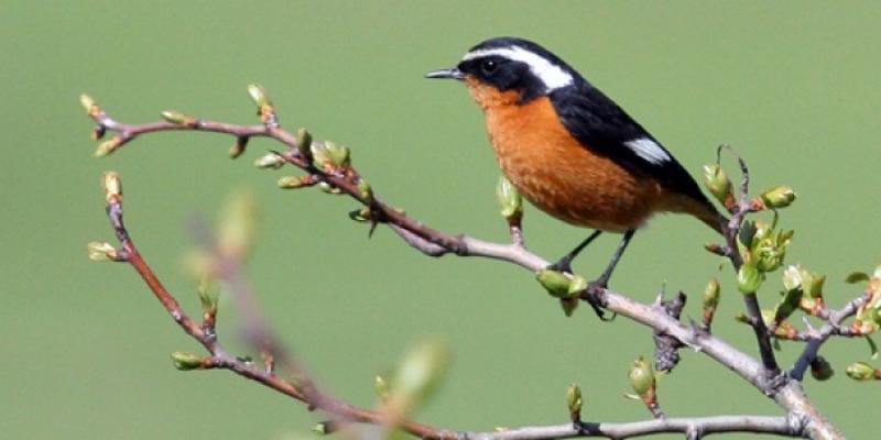 Los animales deben convivir en armonía con los ecosistemas naturales/SEO Birdlife