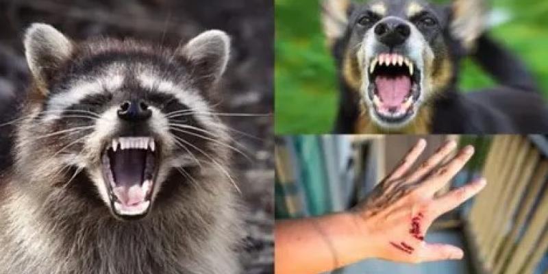 Rabia en animales La rabia en los animales