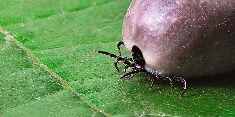 Imagen de una garrapata Imagen recurso de una garrapata en Pixabay