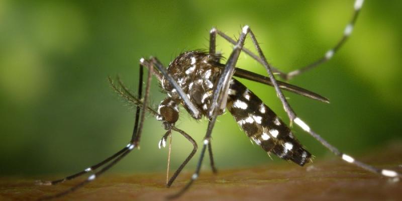 Un ejemplar de mosquito tigre | Foto de CTC Un ejemplar de mosquito tigre