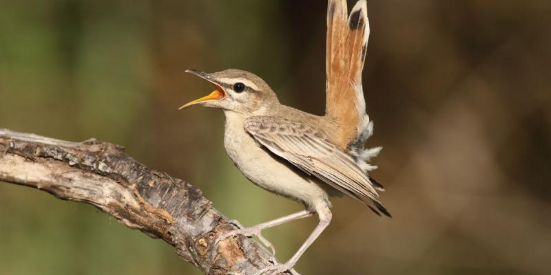 Alzacola rojizo, especie ganadora a Ave del Año 2022/Diario Información