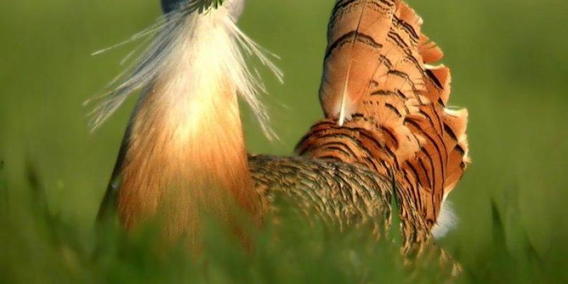 El ave voladora más pesada del mundo Avutarda común, ave que se cura con plantas