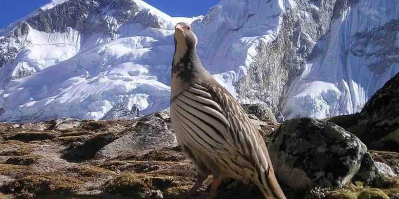 Las aves lucen 'chaquetas' de plumas más gruesas para sobrevivir al frío