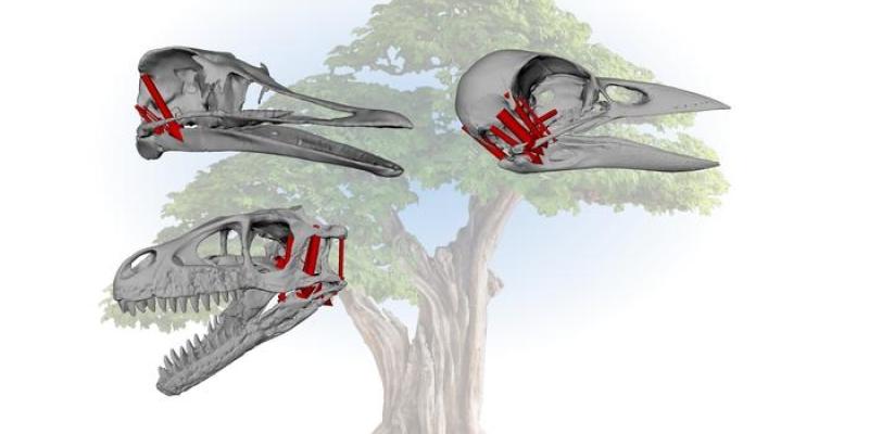 Comparación de cráneos de aves, reptiles y dinosaurios | Imagen de Alec Wilken/Casey Holiday Comparación de cráneos de aves, reptiles y dinosaurios