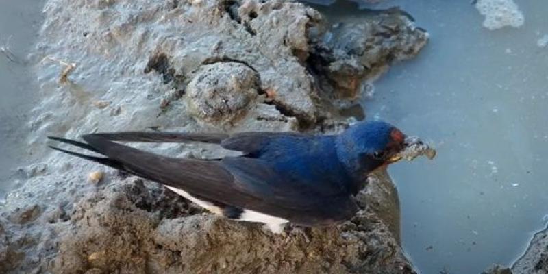 El calor extremo y las aves urbanas