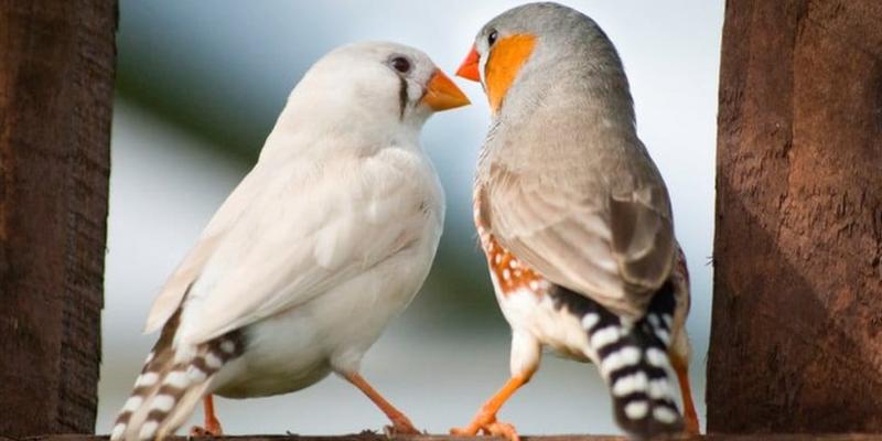 Imagen de dos pájaros/BBC Comunicación entre las aves cantoras