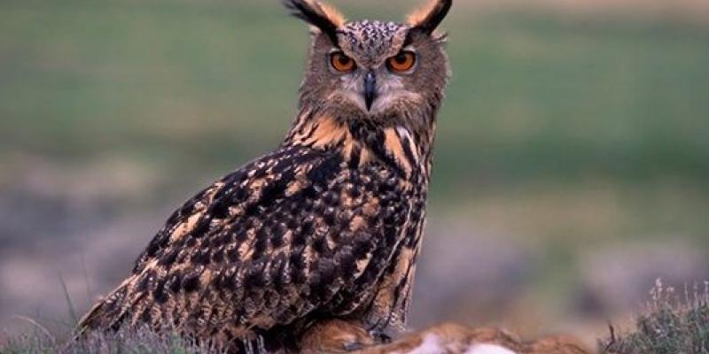Seguimiento y observación de aves de invierno/ Búho Real SEO/BirdLife La observación de aves invernarles y su contribución con el planeta