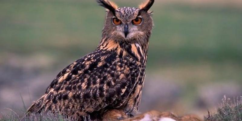 La observación de aves invernarles y su contribución con el planeta