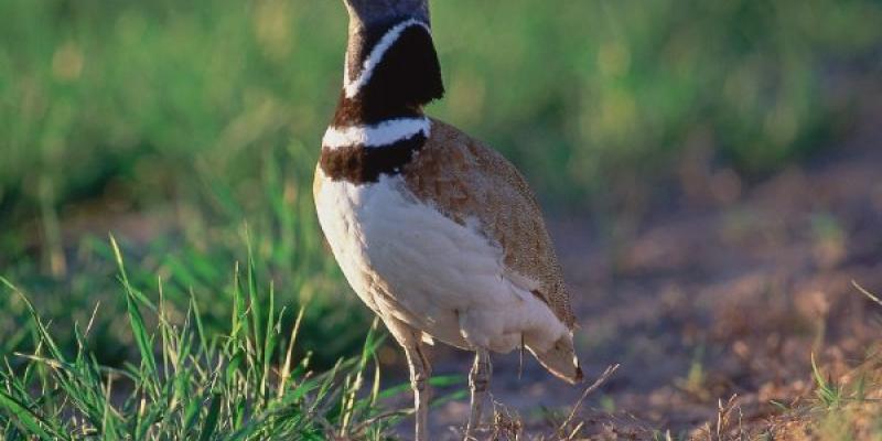 Aves esteparias dañadas por la planta solar de Cartujos