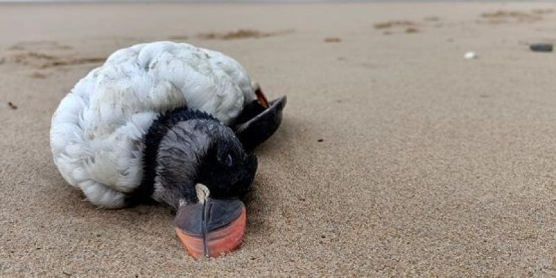 Un ejemplo de aves marinas muertes, especie de frailecillo 