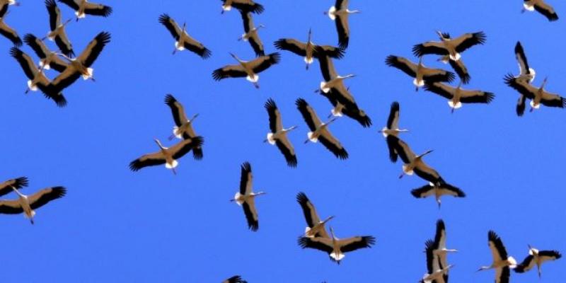 aves migratorias pasando por el estrecho de gibraltar 