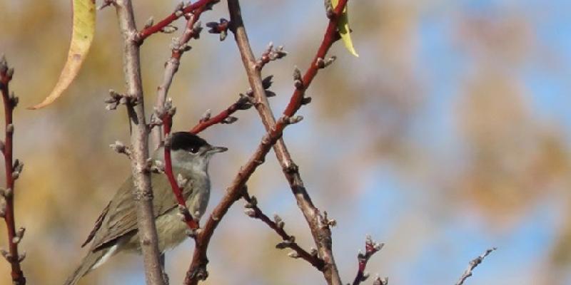 Aves durante el otoño en el centro de España | Foto de Lucía Jiménez Gallardo Macho adulto de curruca capirotada en parada migratoria