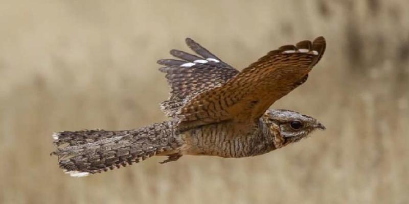 Aves migratorias | Foto: José Luis Bautista Chotacabras cuellirrojo en vuelo