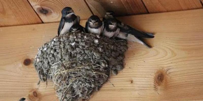 Aves migratorias: golondrinas