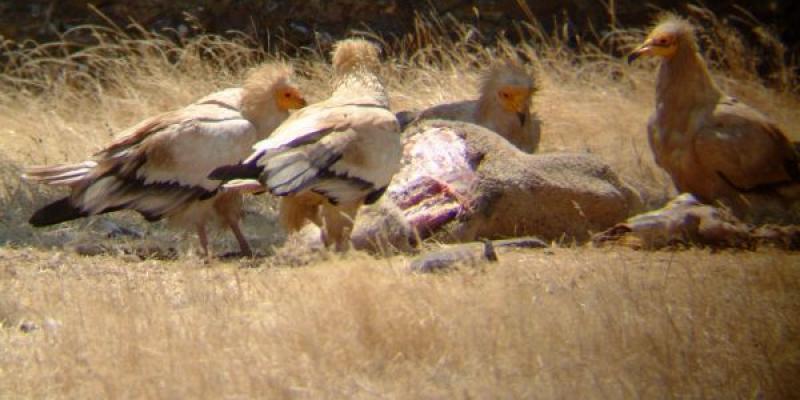 Aves necrófagas/ Miteco Aves necrófagas alimentándose