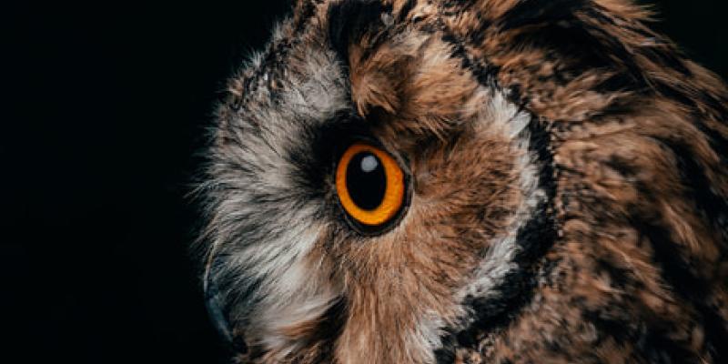 SEO/BirdLife abre el voluntariado para el trato de las aves nocturnas