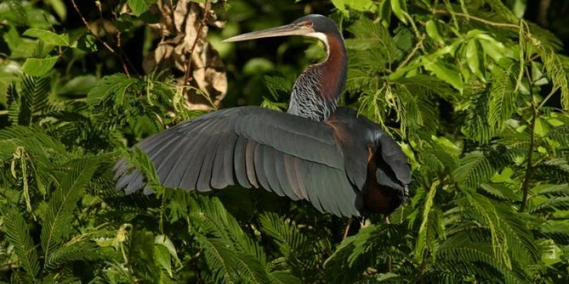 Las aves más singulares en peligro Aves peculiares