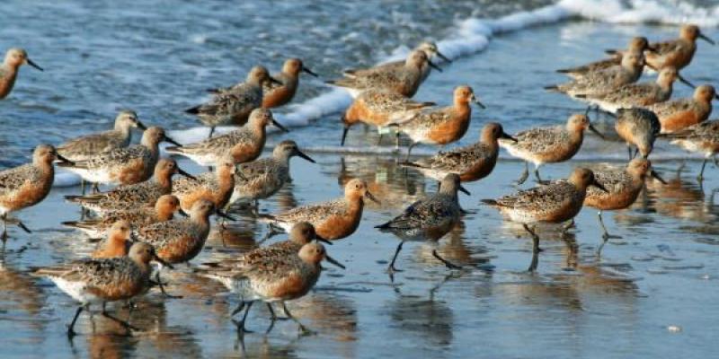 Importancia de las aves playeras Así son las aves playeras