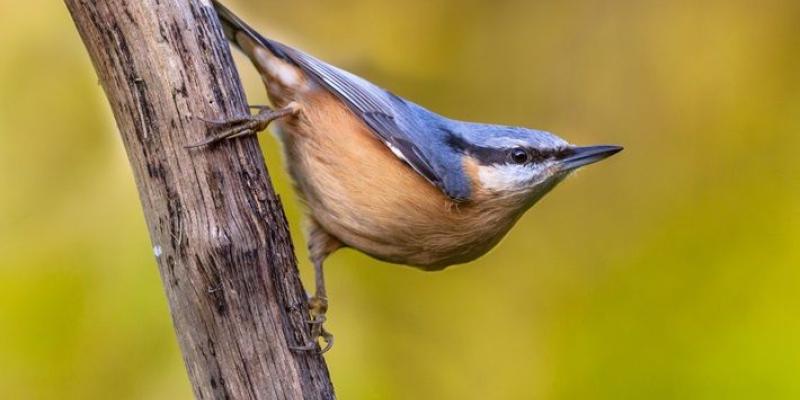 Especie de aves: Trepador Azul