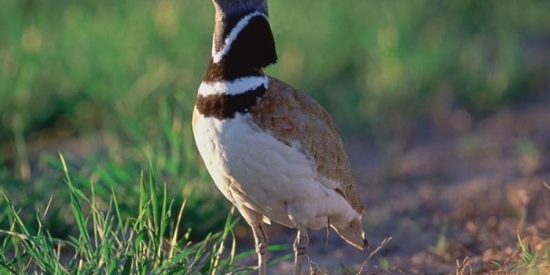 Aves En el seguimiento de aves entra la especie del Sisón común