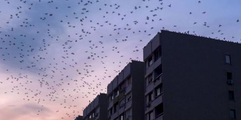 Aves urbanas volando sobre un edificio
