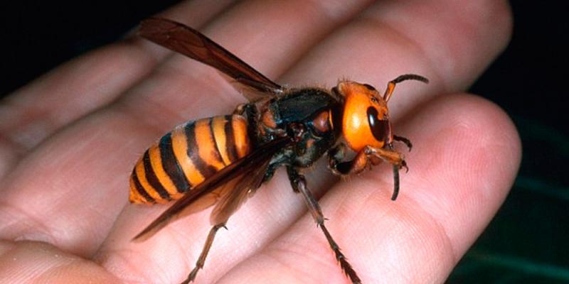 Muere un hombre en Asturias por la picadura de una avispa. avispa