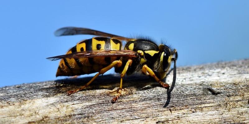 Foto de una avispa / Pixabay Avispa