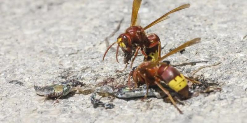 El avispón oriental sigue invadiendo España Dos especies de avispón oriental
