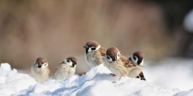 Aves, gorrioncillos en la nieve
