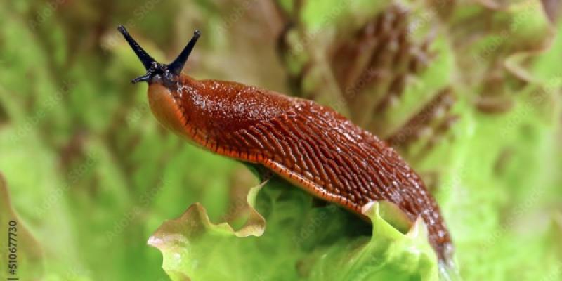 Babosas y ciencia ¿Cómo pueden ayudarte las babas de babosas?