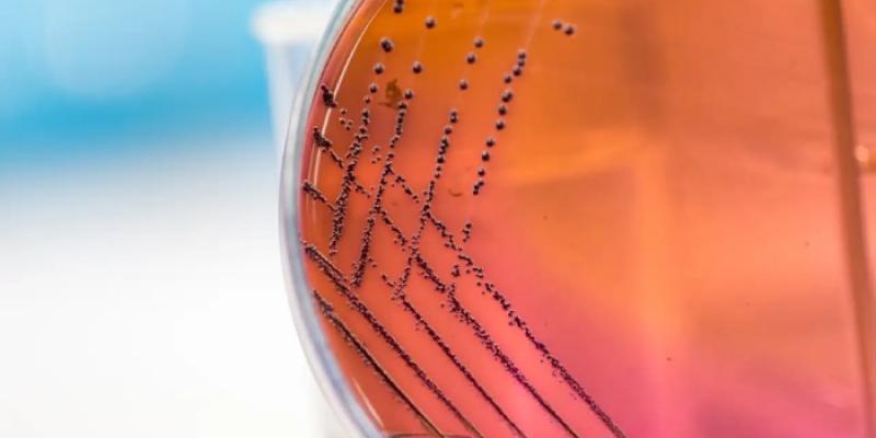 Antibióticos - Foto: Shutterstock Antibióticos