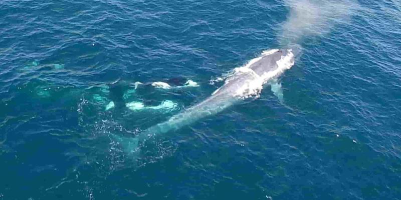 Imagen de una ballena azul/National Geographic La ballena azul, el mamífero más grande del mundo