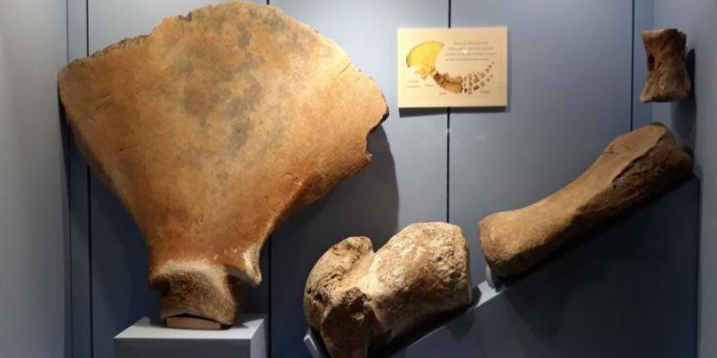 Huesos de ballena extinta
