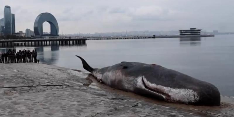 Ballena varada Ballena varada