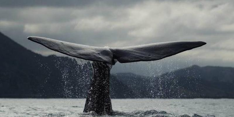 Imagen de una ballena en la zona antártica/Revista Vistazo Aumenta la cantidad de ballenas azules y jorobadas en la Antártida
