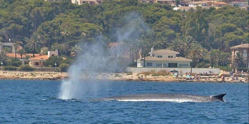 Imagen de una ballena en la costa de Valencia/Levante-EMV El paso de las ballenas por la costa valenciana y sus consecuencias