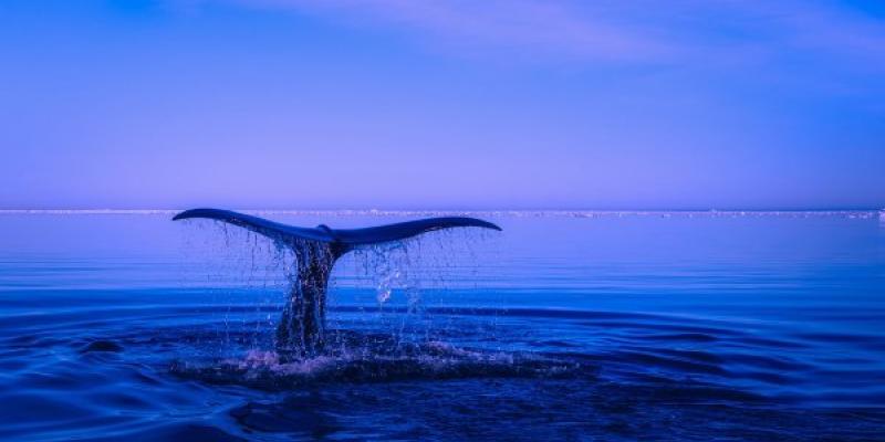 La IA sirve para proteger ballenas en Chile
