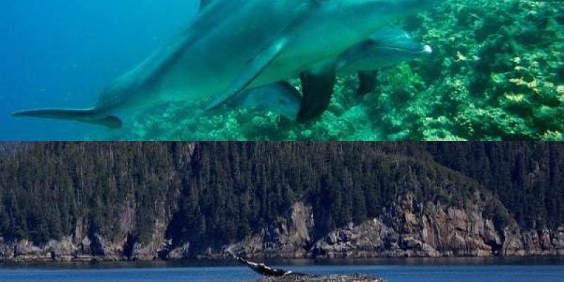 Las ballenas y delfines hay que proteger Ballenas y delfines nadando plácidamente