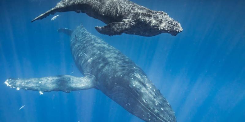 Las ballenas jorobadas nadando por el océano