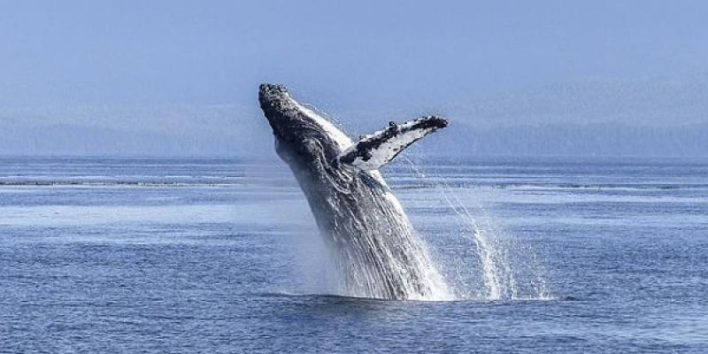 Las embarcaciones pueden dañar a las ballenas y alterar su comportamiento Ballena jorobada/Pixabay