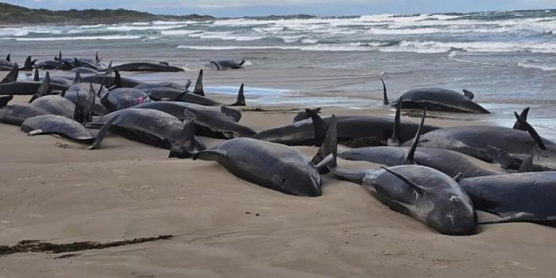 Ballenas varadas en la playa - Foto: Euronews Ballenas varadas en la playa