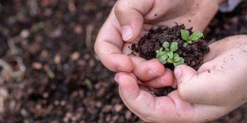 Los bancos de semillas ayudan a preservar las especies de flora