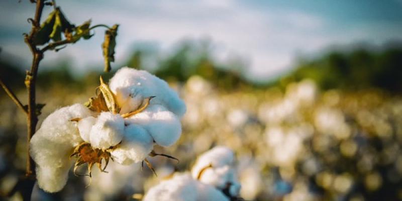 BASF aboga por los cultivos de algodón responsables