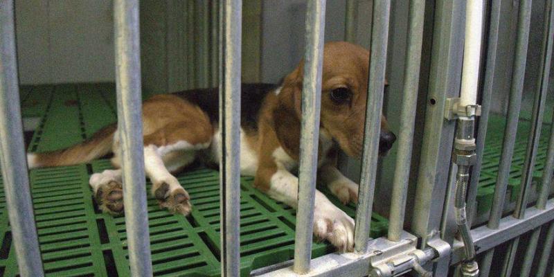 Beagle en el laboratorio Vivotecnia