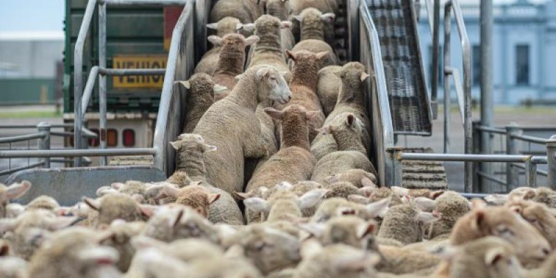 Bienestar animal en el transporte de animales