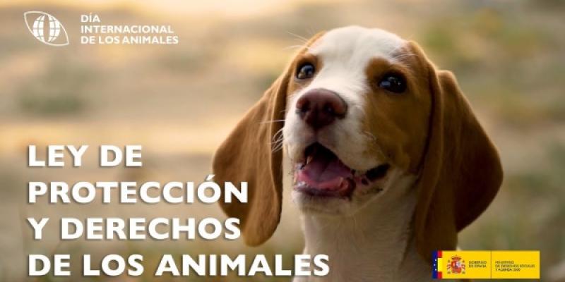 Bienestar Animal/ Ministerio de Derechos Sociales y Agenda 2030 Bienestar Animal