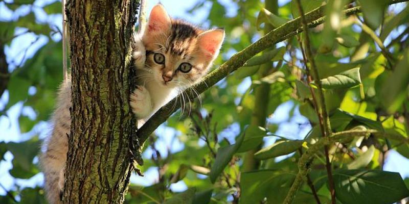 Un gatito trepado en un árbol