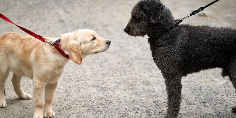 Bienestar animal también con los collares - Pexels Cuidar del bienestar animal