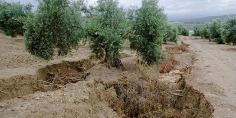 Sostenibilidad para solventar la crisis del campo español Sostenibilidad con la biodiversidad, clave en el campo español